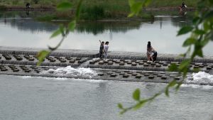 野竹林边拂轻风