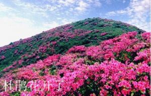 满山遍野杜鹃花