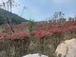 金秋十月青岛李沧区老虎山北侧坳红叶