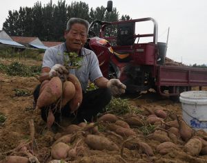 地瓜喜获丰收百姓乐