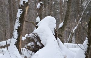 冰雪美人         摄影：扬眉