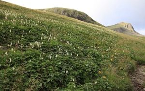 高山花园              摄影：扬眉