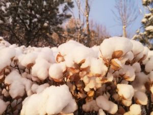 青岛李沧区老虎山大雪