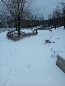 2024年2月11日青岛暴雪