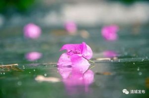 雨打残花付水流