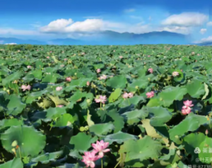 接天莲叶无穷碧，映日荷花别样红