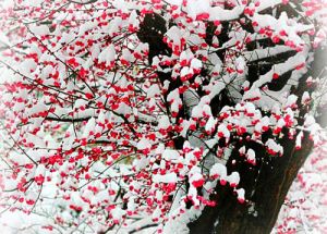 雪梅兆丰年