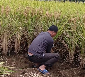 农民个体户割稻