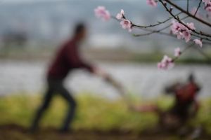 惊蛰 惊蛰