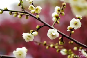 梅花(一月) 梅花(一月)