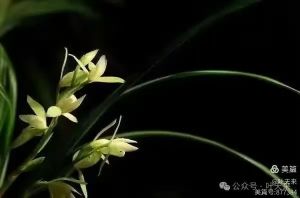 花之系列 —— 梦兰 花之系列 —— 梦兰