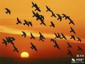 梦随秋雁到东湖 梦随秋雁到东湖