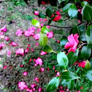 花开花谢 花开花谢