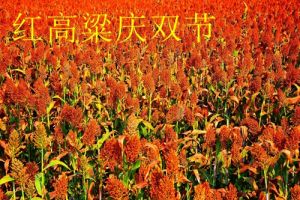 红高粱庆双节