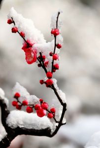 雪梅扑香