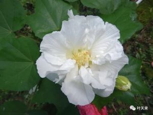 题芙蓉花 题芙蓉花