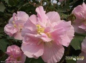 题芙蓉花 题芙蓉花