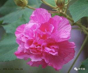 题芙蓉花 题芙蓉花