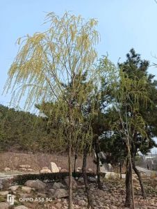 柳绿桃红