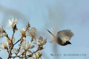 玉兰飞禽图 玉兰飞禽图