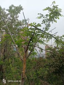 槐花树
