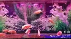 动观鱼读月(叶天来拍) 动观鱼读月(叶天来拍)