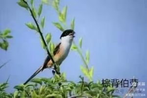 静听鸟谈天摄(影师刘小钢作品图片) 静听鸟谈天摄(影师刘小钢作品图片)