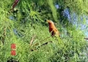 静听鸟谈天摄(影师刘小钢作品图片) 静听鸟谈天摄(影师刘小钢作品图片)