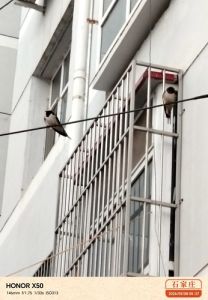 新燕双栖