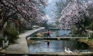 花之系列&nbsp;一&nbsp;杏花