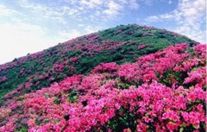 满山遍野的杜鹃花 满山遍野的杜鹃花