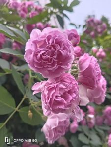 蔷薇花