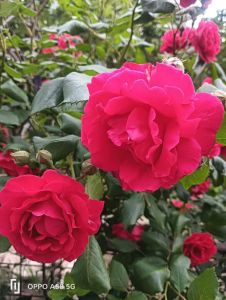 月季花
