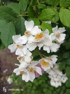 木香花