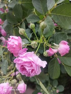 蔷薇花