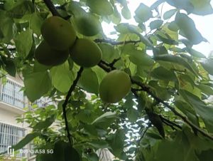 果枝挂满青疙瘩
