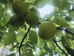 果枝挂满青疙瘩