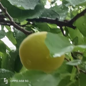 四月南风杏子黄