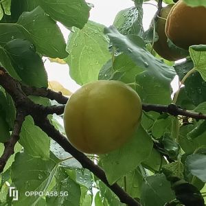 又是一年杏子黄