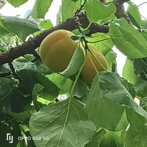 南风吹杏子黄