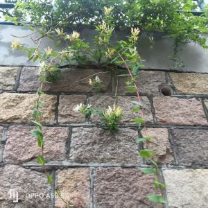 墙外金银花飘香