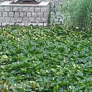 莲叶无穷碧