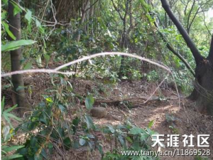 探究长洲主题古迹外国人公墓( 探究长洲主题古迹外国人公墓(