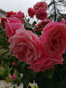 花1