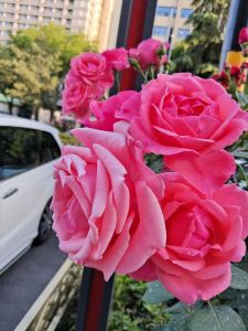 花2