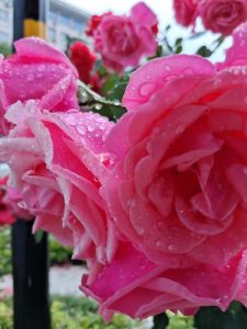 花3