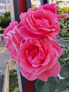 花4