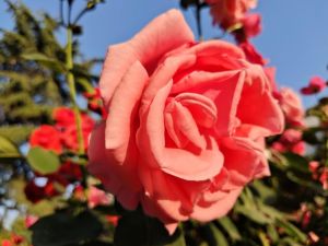 花5