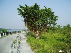 锦田河沿岸之攸壆路(白天每隔2小时有警车巡逻) 锦田河沿岸之攸壆路(白天每隔2小时有警车巡逻)