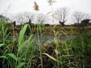 令人毛骨悚然的沼泽地 令人毛骨悚然的沼泽地